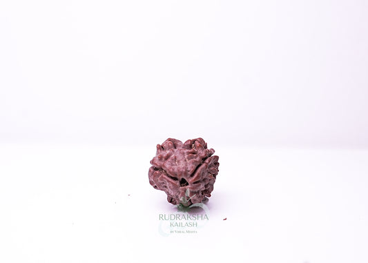 3 Mukhi Nepali Rudraksha - 0302