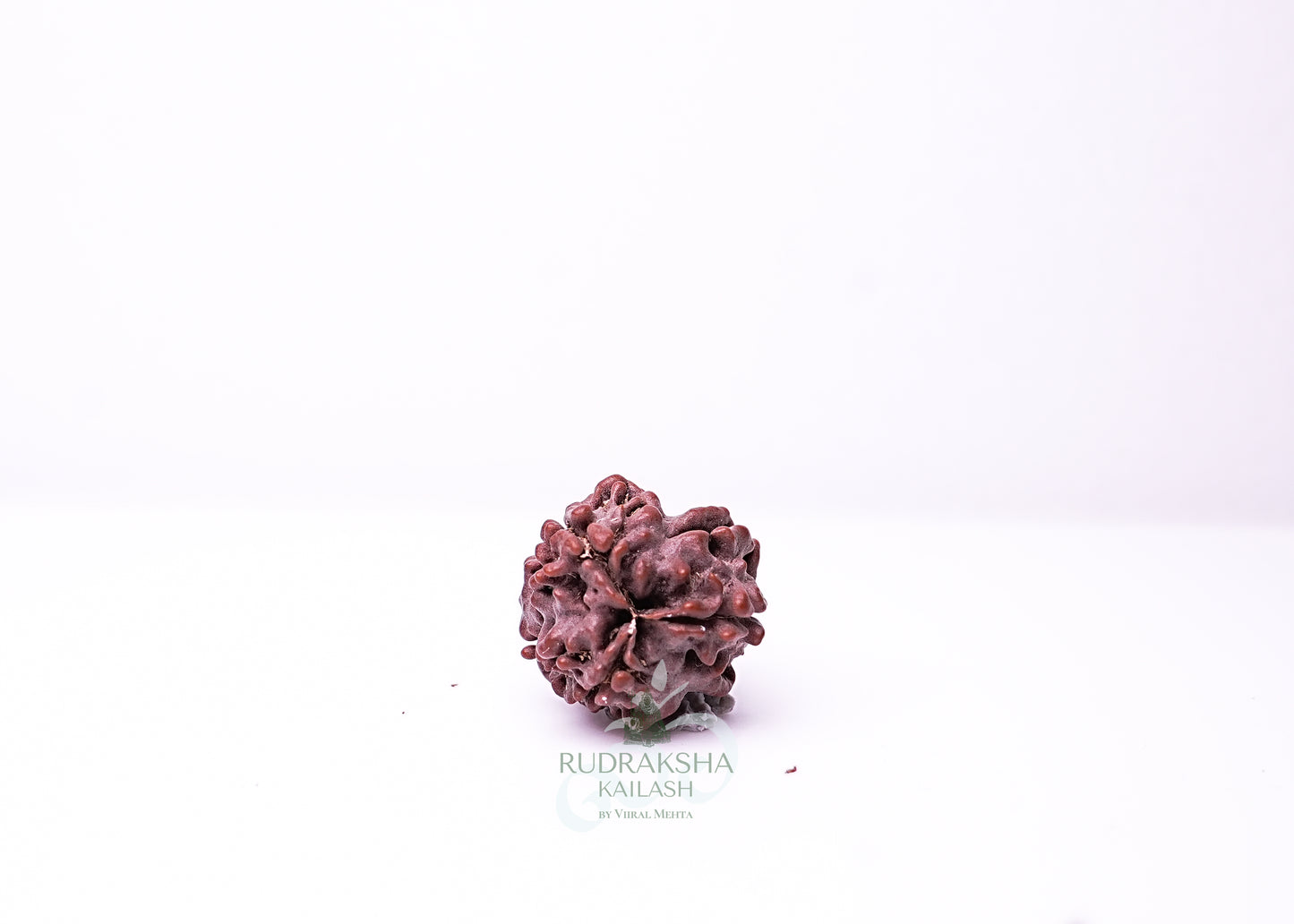 3 Mukhi Nepali Rudraksha - 0302