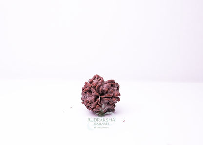 3 Mukhi Nepali Rudraksha - 0302