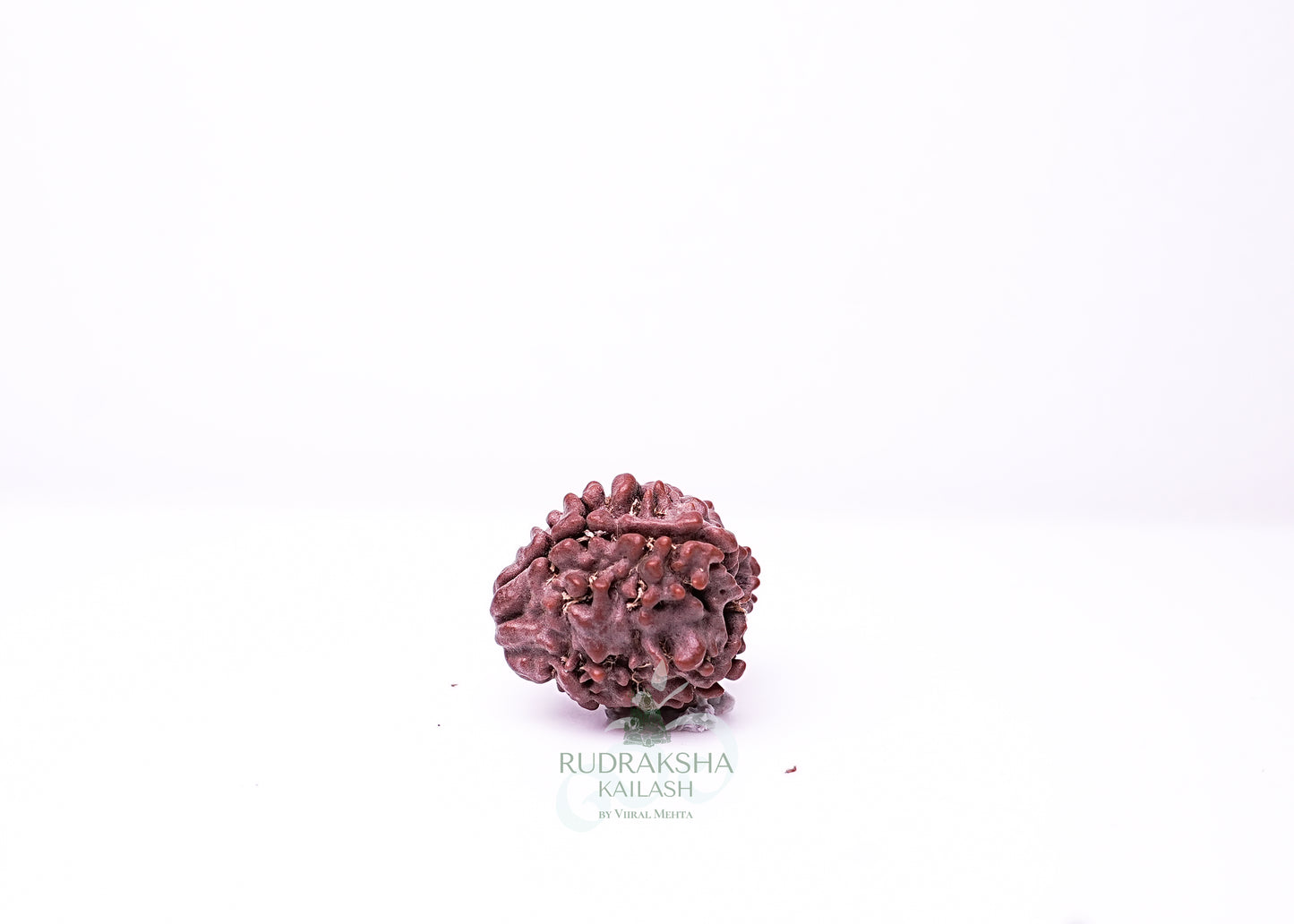 3 Mukhi Nepali Rudraksha - 0302