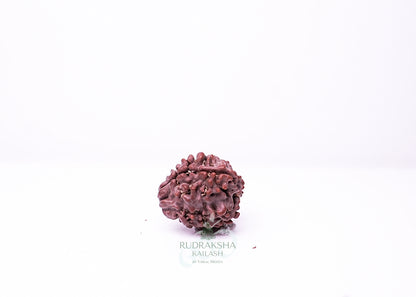 3 Mukhi Nepali Rudraksha - 0302