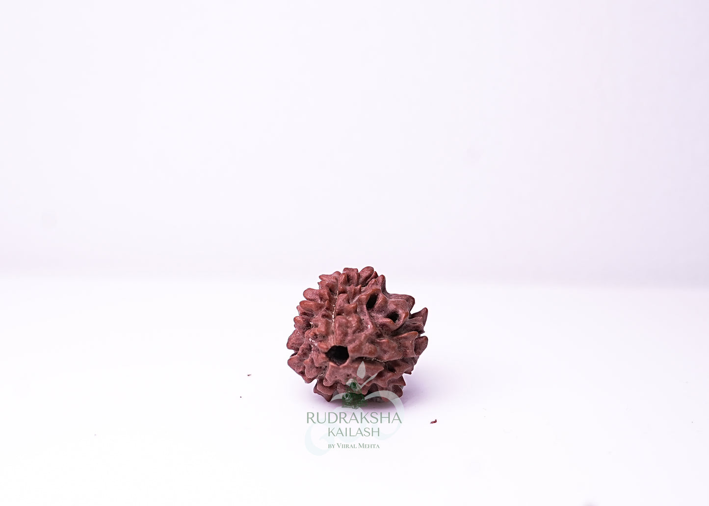 3 Mukhi Nepali Rudraksha - 0304