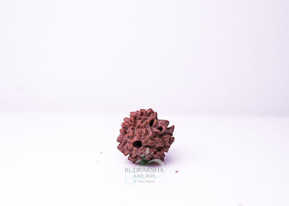3 Mukhi Nepali Rudraksha - 0304