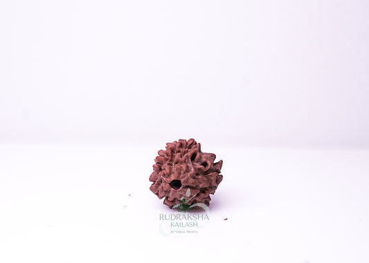 3 Mukhi Nepali Rudraksha - 0304