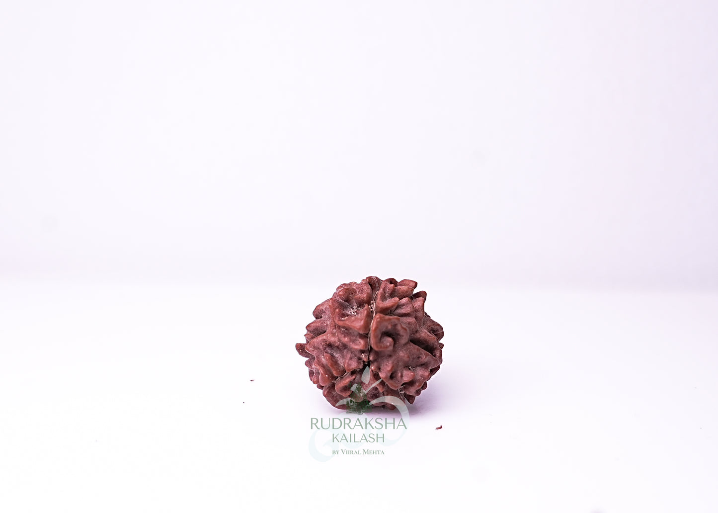 3 Mukhi Nepali Rudraksha - 0304