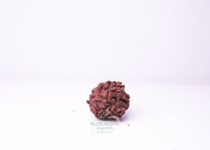 3 Mukhi Nepali Rudraksha - 0304
