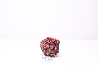 3 Mukhi Nepali Rudraksha - 0304