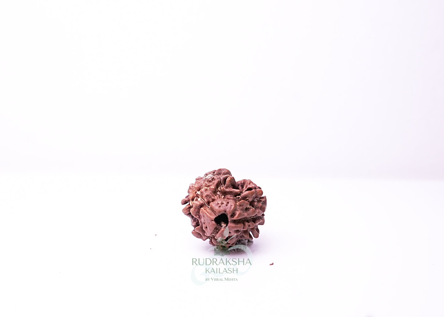 3 Mukhi Nepali Rudraksha - 0305