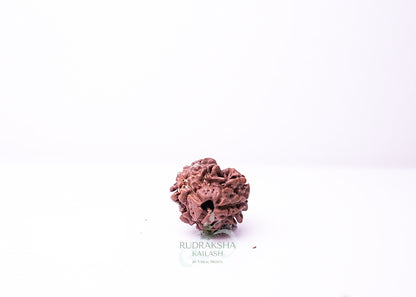 3 Mukhi Nepali Rudraksha - 0305