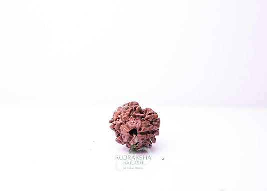 3 Mukhi Nepali Rudraksha - 0305