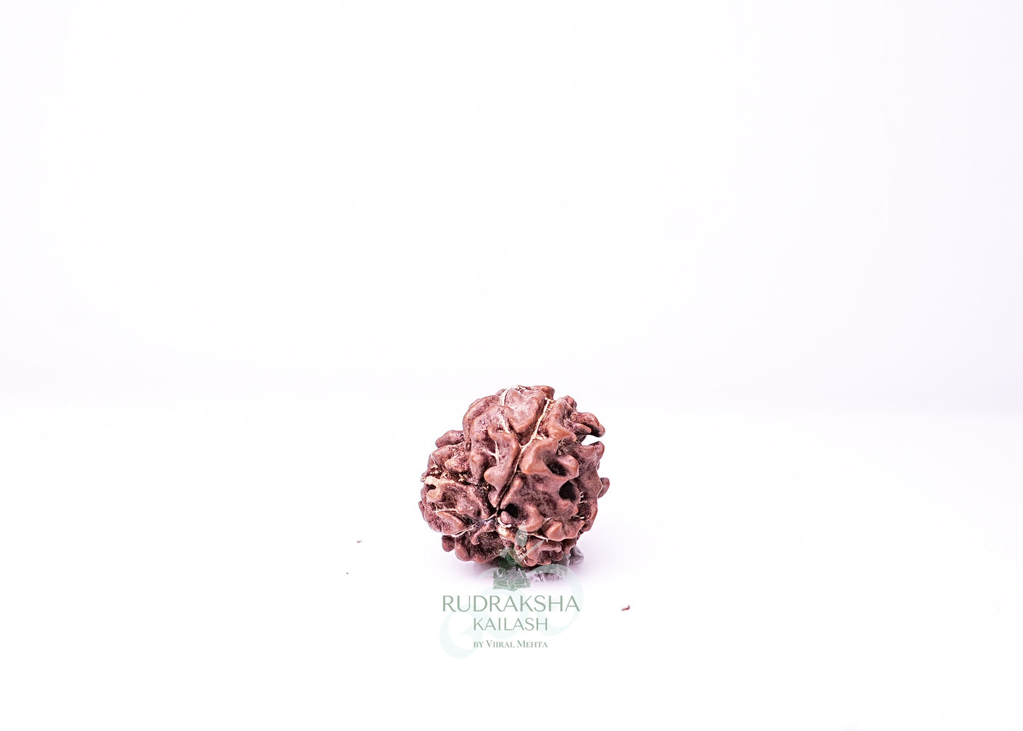 3 Mukhi Nepali Rudraksha - 0305