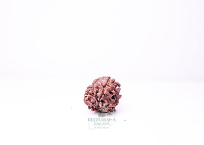 3 Mukhi Nepali Rudraksha - 0305
