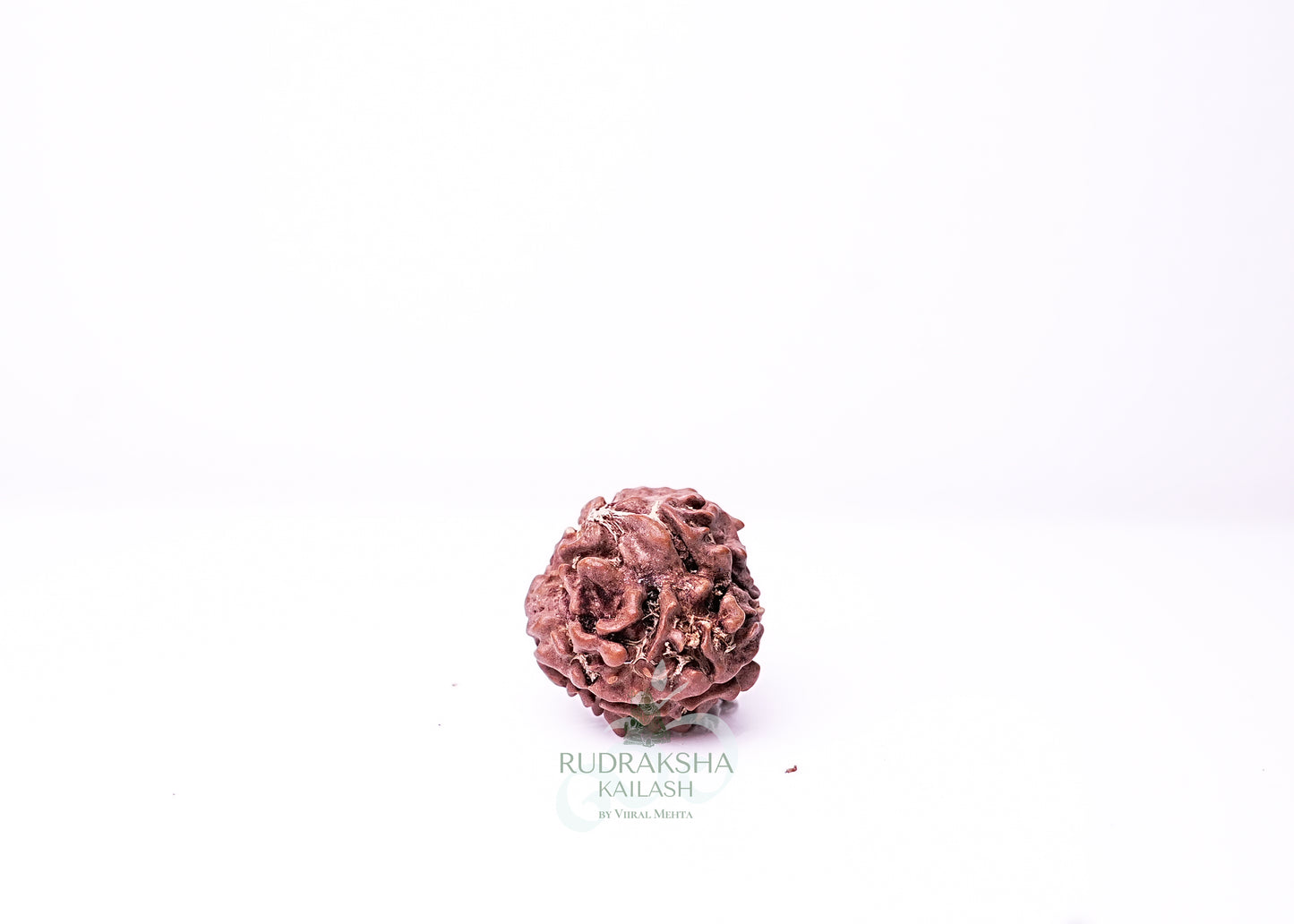 3 Mukhi Nepali Rudraksha - 0305