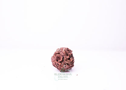3 Mukhi Nepali Rudraksha - 0305