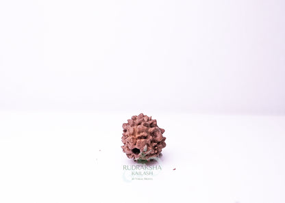 3 Mukhi Nepali Rudraksha - 0306