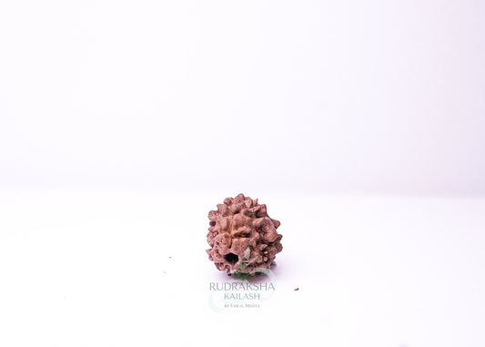 3 Mukhi Nepali Rudraksha - 0306