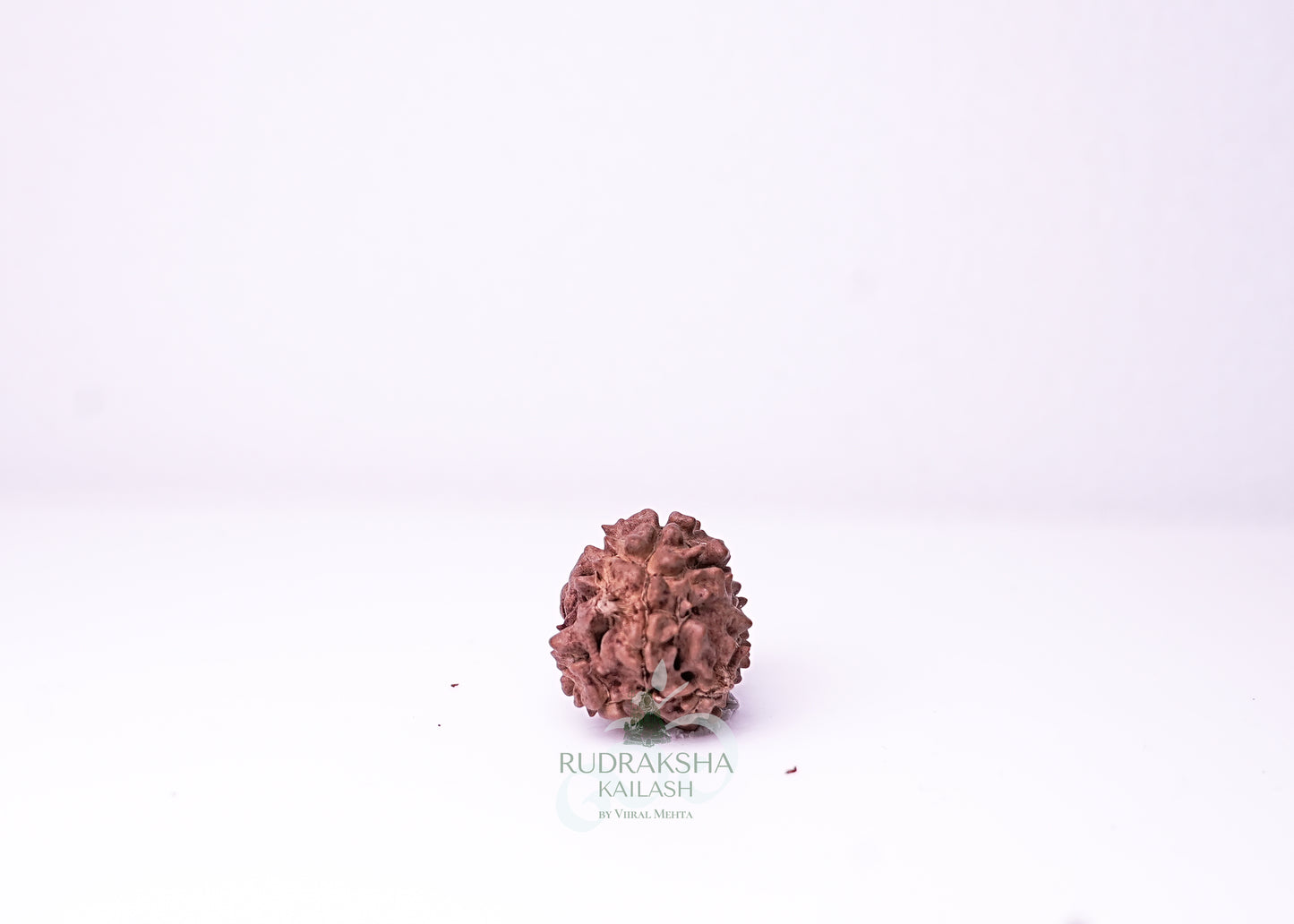 3 Mukhi Nepali Rudraksha - 0306