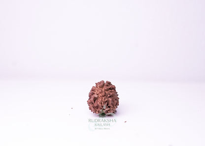 3 Mukhi Nepali Rudraksha - 0306