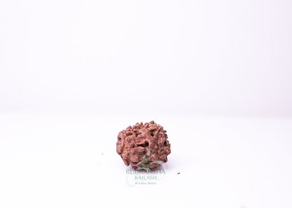 3 Mukhi Nepali Rudraksha - 0306