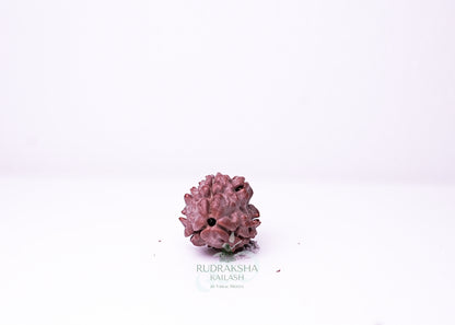 3 Mukhi Nepali Rudraksha - 0307