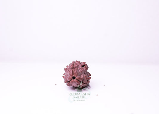 3 Mukhi Nepali Rudraksha - 0307