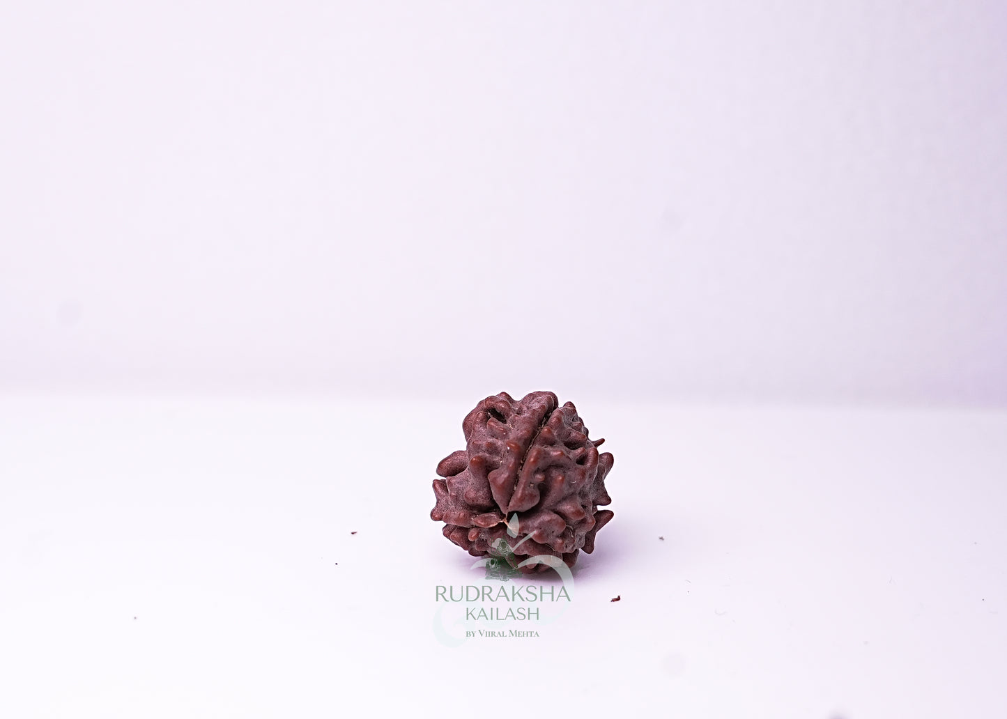 3 Mukhi Nepali Rudraksha - 0307