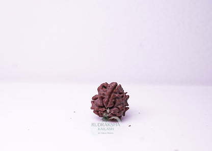 3 Mukhi Nepali Rudraksha - 0307