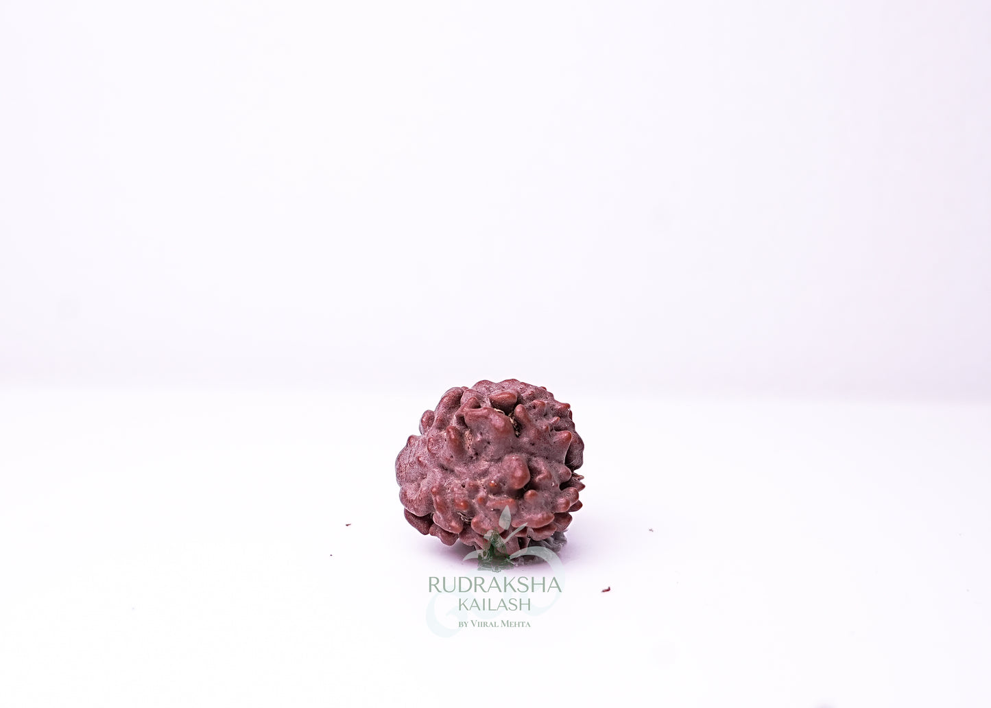3 Mukhi Nepali Rudraksha - 0307