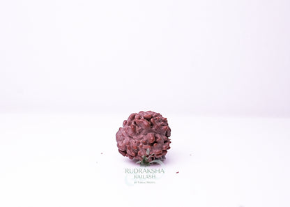 3 Mukhi Nepali Rudraksha - 0307