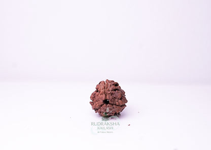 3 Mukhi Nepali Rudraksha - 0308
