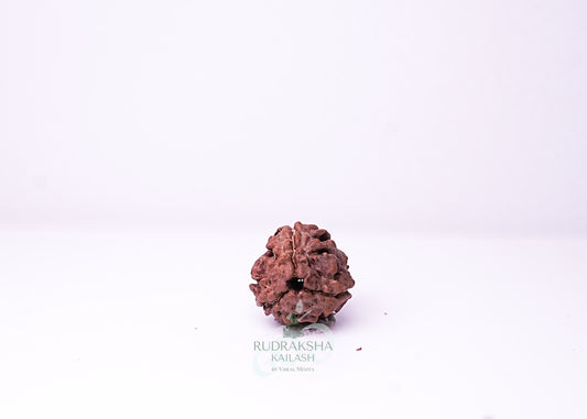 3 Mukhi Nepali Rudraksha - 0308