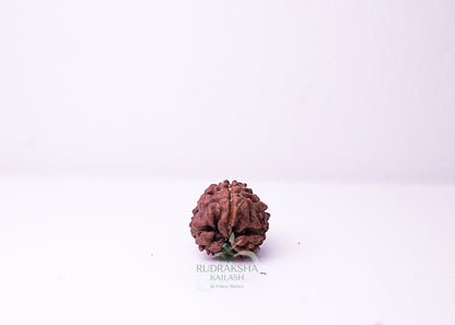 3 Mukhi Nepali Rudraksha - 0308