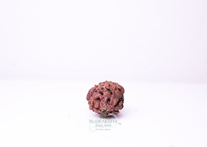 3 Mukhi Nepali Rudraksha - 0308