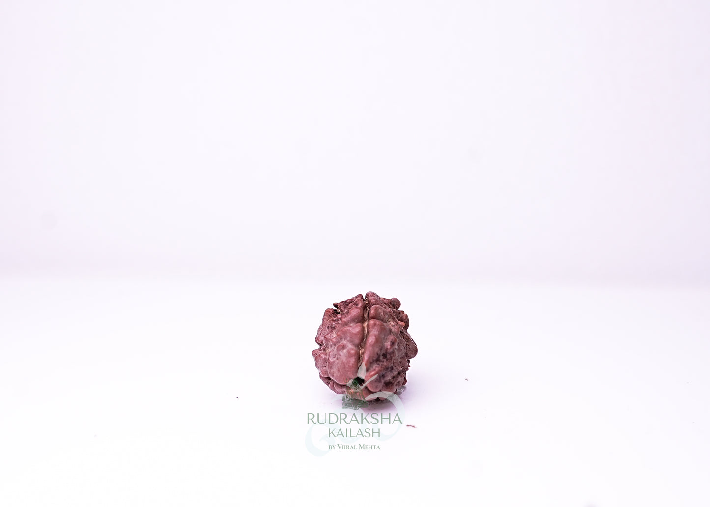 3 Mukhi Nepali Rudraksha - 0309