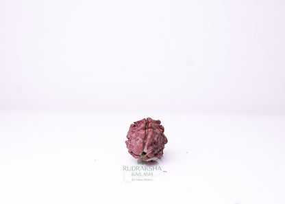3 Mukhi Nepali Rudraksha - 0309
