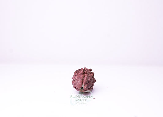 3 Mukhi Nepali Rudraksha - 0309