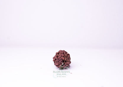 3 Mukhi Nepali Rudraksha - 0309