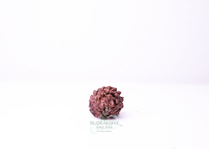 3 Mukhi Nepali Rudraksha - 0309