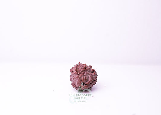 3 Mukhi Nepali Rudraksha - 0310