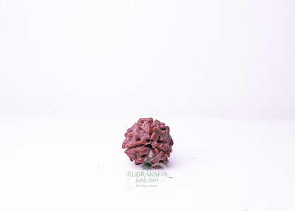 3 Mukhi Nepali Rudraksha - 0310