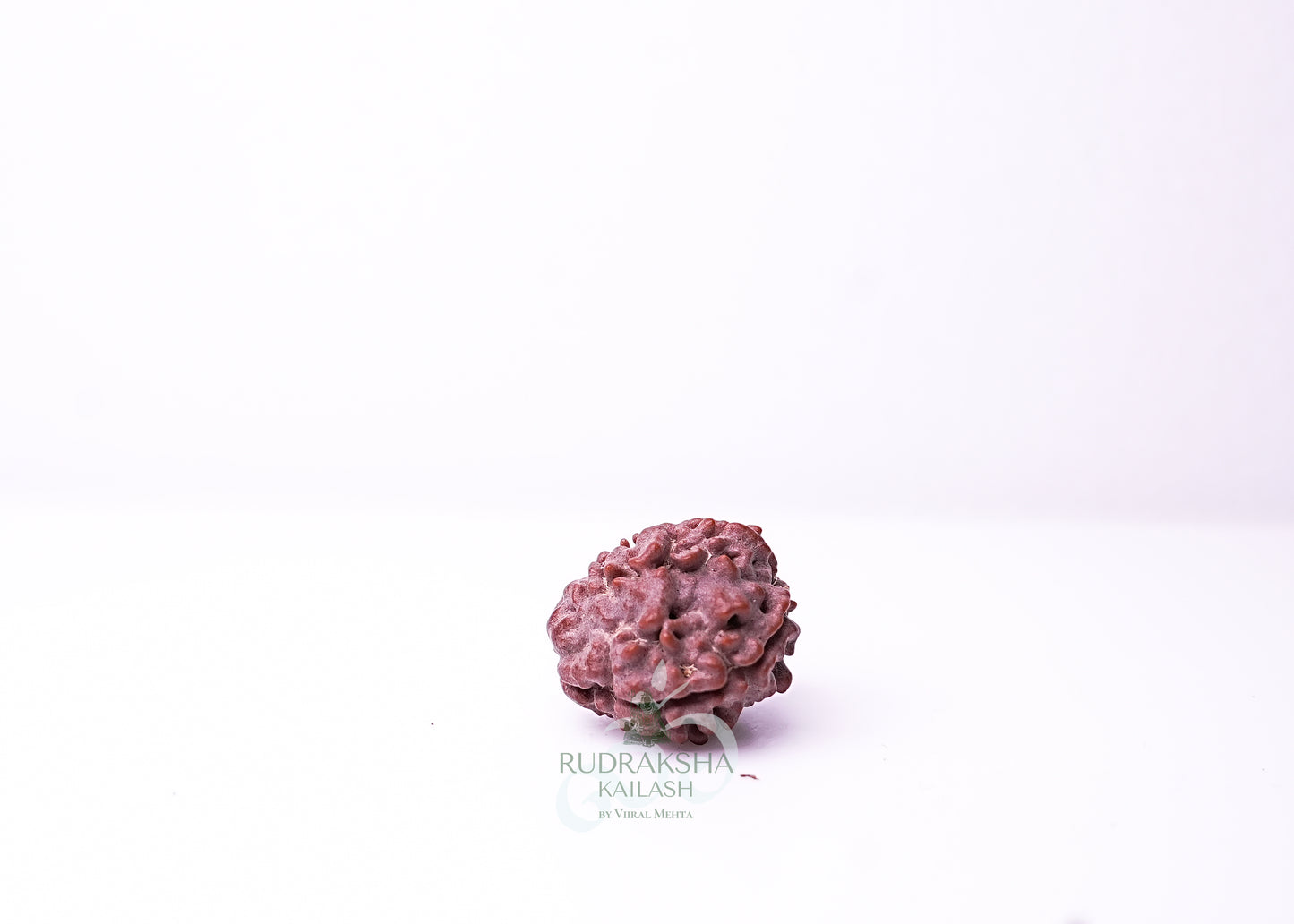 3 Mukhi Nepali Rudraksha - 0310