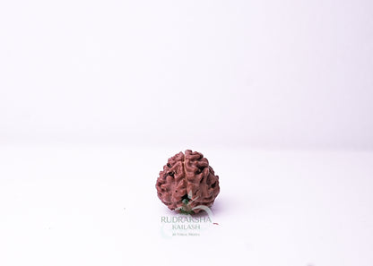 3 Mukhi Nepali Rudraksha - 0311