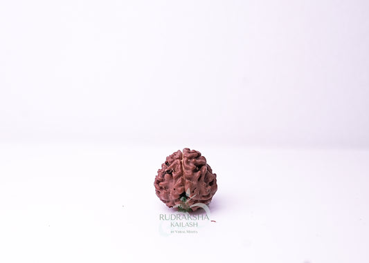3 Mukhi Nepali Rudraksha - 0311