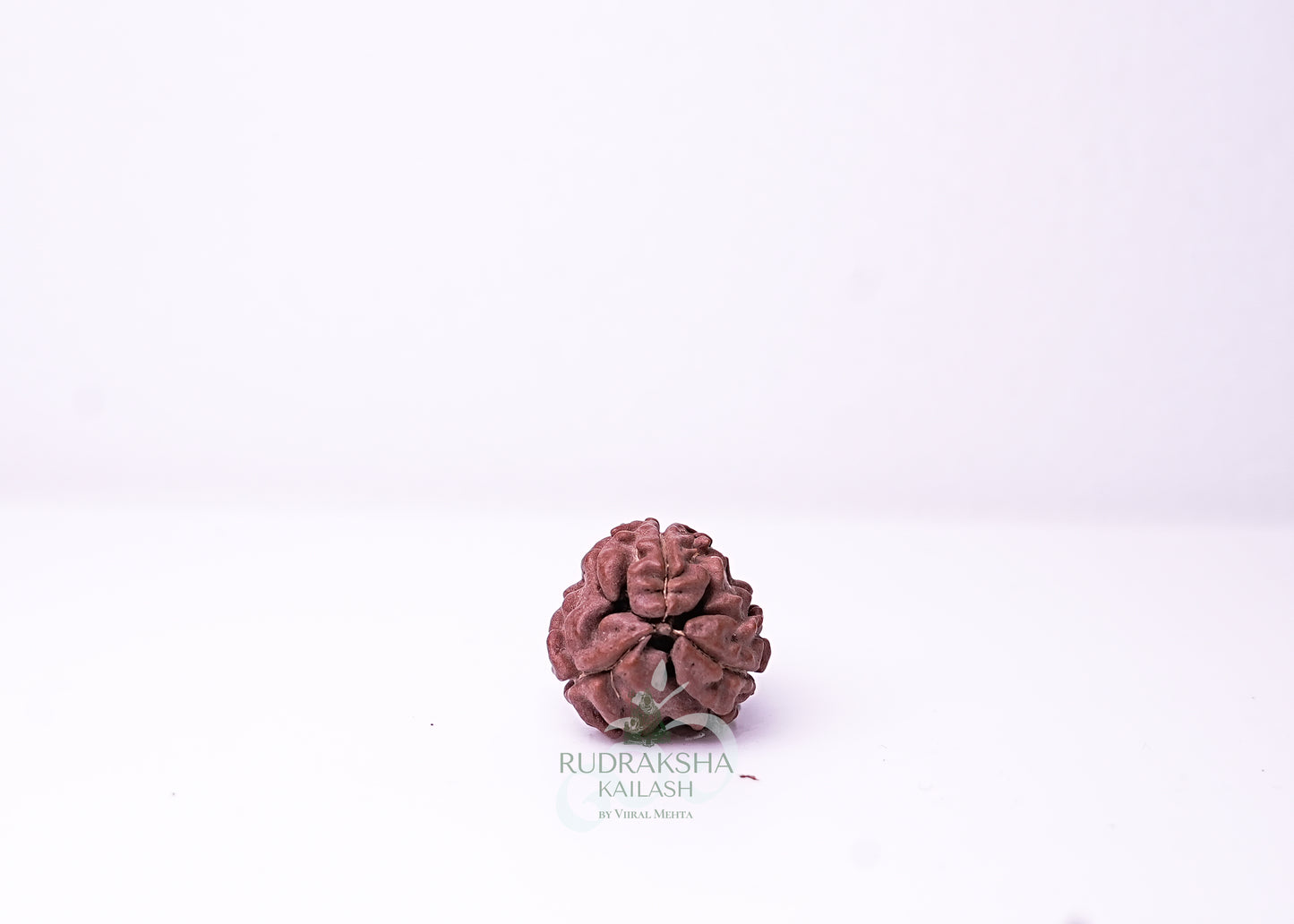 3 Mukhi Nepali Rudraksha - 0311