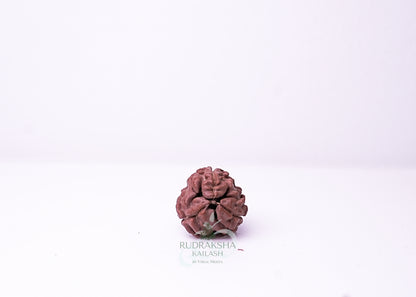 3 Mukhi Nepali Rudraksha - 0311
