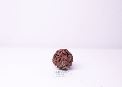 3 Mukhi Nepali Rudraksha - 0311