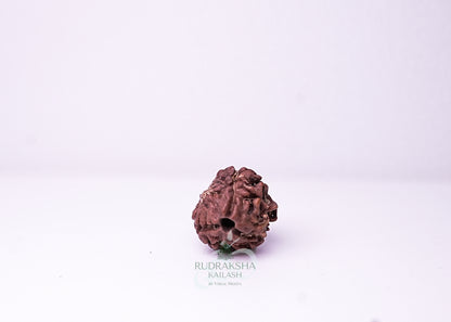 3 Mukhi Nepali Rudraksha - 0313