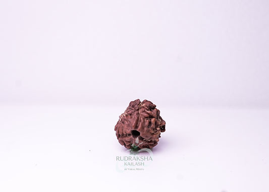 3 Mukhi Nepali Rudraksha - 0313