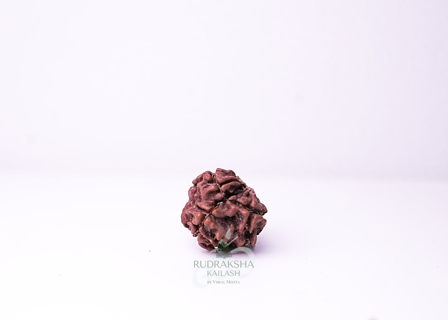 3 Mukhi Nepali Rudraksha - 0313