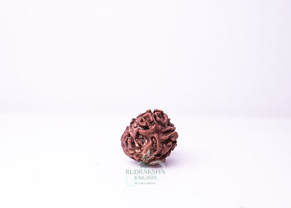 3 Mukhi Nepali Rudraksha - 0313